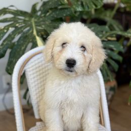 Comet - Apricot male Aussiedoodle puppy in Pomona, California from Socal Aussiedoodles