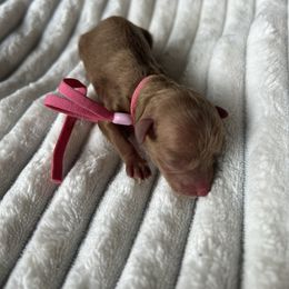 AKC Pink Collar - Red  female Poodle puppy in Powder Springs, Georgia from West Cobb Dogs