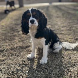 Paris - Cavalier King Charles Spaniel