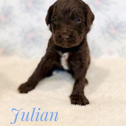 Julian - Chocolate male Goldendoodle puppy in Dallas County, Texas from Dream A Little Doodle