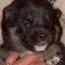 Emi - Black and tan female Shiba Inu puppy in Clewiston, Florida from Animal Farm Shiba Inus & Mameshibas