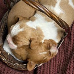 Cavalier King Charles Spaniels, Cavapoos, Cockapoos, and Cocker Spaniels from Rocky Road Puppies