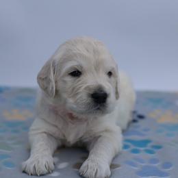 Rapunzel - Light golden female Golden Retriever puppy in Lakewood, California from Cloud Nine Kennel