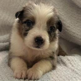 Moon Racer - Blue merle female Australian Shepherd puppy in Albertville, Alabama from Salt Creek Aussies