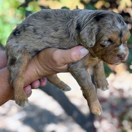 Red Merle, Female Two - Red merle female Aussiedoodle puppy in Parma, Idaho from Arena Valley Acres
