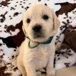 Green (3500) - Light golden male Golden Retriever puppy in Pahrump, Nevada from Southern Nevada Goldens
