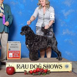 Sofia - Portuguese Water Dog