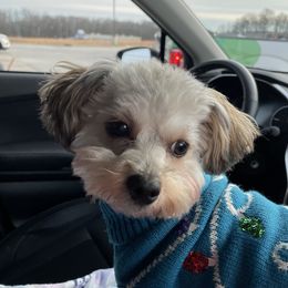 Shih Tzu All Grown Up from Oodles of Poodles & Doodles