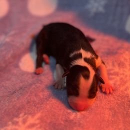 Boy 4 - Black tri-color male Australian Shepherd puppy in Powhatan, Virginia from Ohana Amstaffs and Aussies