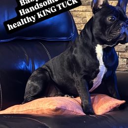 French Bulldog Puppies from Tip Top Bully House