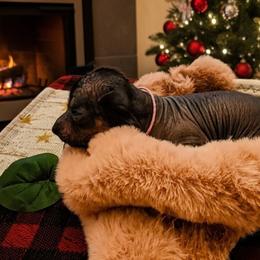 Fara (pink) - Slate female Xoloitzcuintli puppy in Atwater, California from Cen Cal Xoloitzcuintle