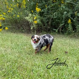 Jasper - Blue merle male Toy Australian Shepherd puppy in Lumberton, Mississippi from Talowah Aussies