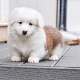 American Corgi and Pembroke Welsh Corgi Puppies from Blacktail Mountain Corgis