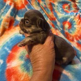 Marron - Chocolate and tan male Chihuahua puppy in Beaumont, Texas from Anastasia’s Tiny Pupps