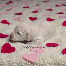 Dove - Cream male Dachshund puppy in Oklahoma City, Oklahoma from OkieDoxieland Dachshunds