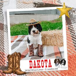 Dakota - Black white and tan male English Springer Spaniel puppy in Albany, Minnesota from Farm Fresh Labradors & English Springers