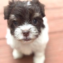 Havanese Puppies from palmetto puppies