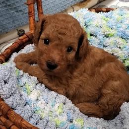 Stanley - Red Mini Poodle Raised in Home - Red  male Poodle puppy in Falcon, Missouri from Cedar House Heritage Poodles | AKC Toy & Miniature Poodle Puppies Raised in Home