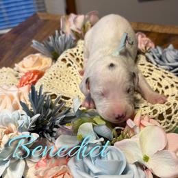 Benedict - White and liver brown male Dalmatian puppy in Mount Vernon, Missouri from Spots & Spirals