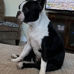 Boston Terriers from Debbie Coleman's Boston Terriers