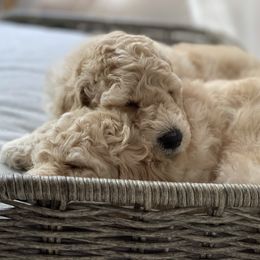 Pomeranian and Poodle Puppies from Carousel Poodles & Pomeranians
