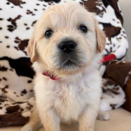 Red (3500) - Light golden female Golden Retriever puppy in Pahrump, Nevada from Southern Nevada Goldens