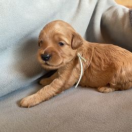 Goldendoodle Puppies from Simply Mini Goldendoodles