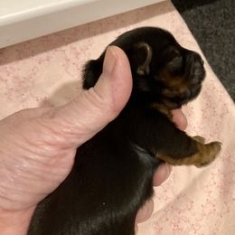 Maltipoo, Morkie, and Yorkipoo Puppies from Danza Bolo