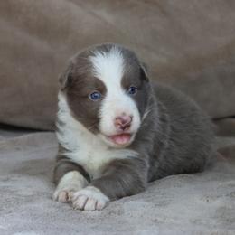 Orange Collar - Lilac male Border Collie puppy in Courtland, Alabama from C Bar C Ranch Border Collies