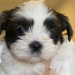 Mal-Shis from FurKids