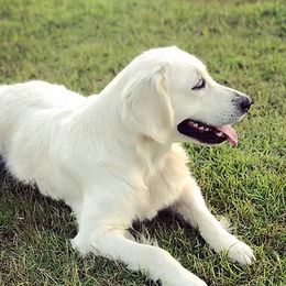 Linda - Golden Retriever