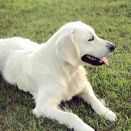 Linda - Golden Retriever