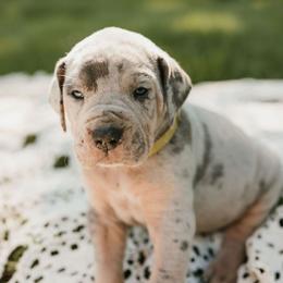 Yellow collar - Merle male Great Dane puppy in Ulen, Minnesota from Hogenson Family Farm