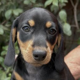 Coco - Black and tan male Dachshund puppy in Norco, California from Norco dachshunds