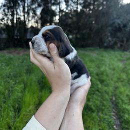 Van Gogh - Black and white male Basset Hound puppy in El Sobrante, California from Happy Hills Bassets