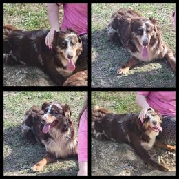 Maple - Australian Shepherd