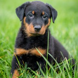 Beauceron Puppies from Feu de l'Âme Beaucerons