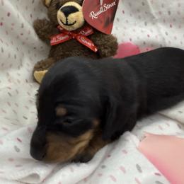 Boy 2 - Black and tan male Dachshund puppy in Paisley, Florida from Pantheon Dachshunds
