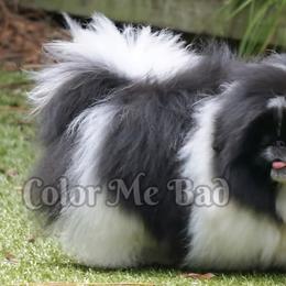 PJ - Pekingese