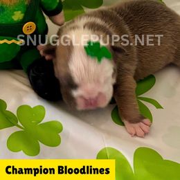 Barnard - Lilac tri-color male Bulldog puppy in Tremonton, Utah from Snuggle Pups