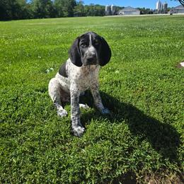 Red Male - Black and white male German Shorthaired Pointer puppy in Linton, Indiana from Red White and Blue Kennel