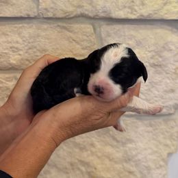 Susan - Black and white female Bernedoodle puppy in Yuba City, California from Ranch House Doodles