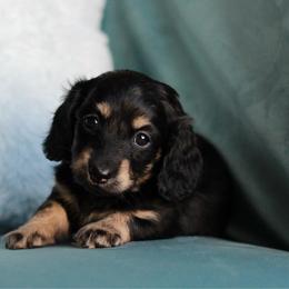 Knuckles AKC 3500 - Black and cream female Dachshund puppy in Krum, Texas from Tired Chef Dachshunds