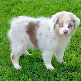 Joy - Red merle female Australian Shepherd puppy in Red Oak, Texas from Wildwing Aussies