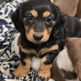 Dove - Black and tan female Dachshund puppy in Great Falls, Montana from Green Dragon Kennel