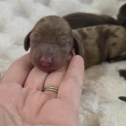 Autumn -akc - Dapple female Dachshund puppy in Sacramento, California from Valentina's mini  AKC Dachshunds