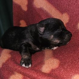 Cinderella - Black and tan female Companion Cross puppy in Decatur, Illinois from We R Puppies
