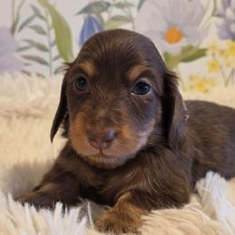 Girl 2 - Chocolate and tan female Dachshund puppy in Romney, Indiana from Brown's Valley Dachshunds
