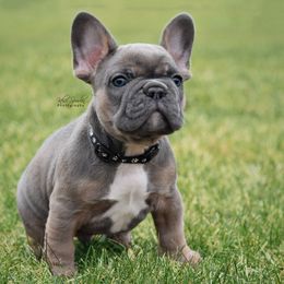 French Bulldog Puppies from Bullish Pride