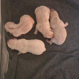 Yellow Male 2 - Yellow male Labrador Retriever puppy in Conway, Missouri from Patton's Triple Pine Farm